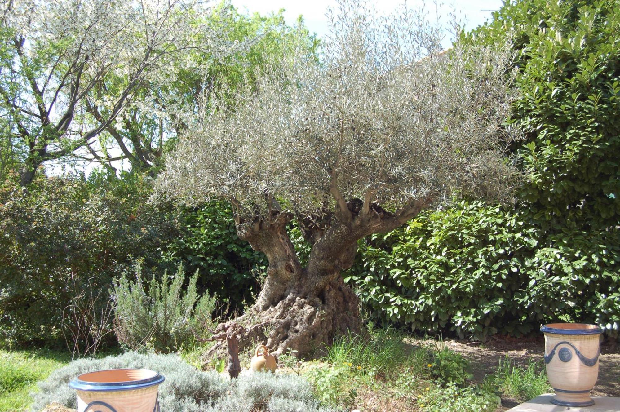 جرافيزون Le Mas Ferrand المظهر الخارجي الصورة